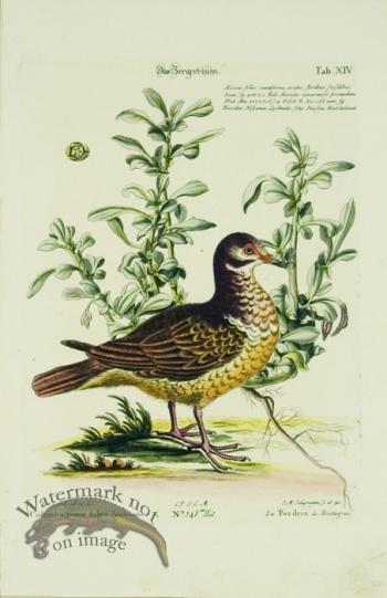 SB 16 La Perdrix de Montagne